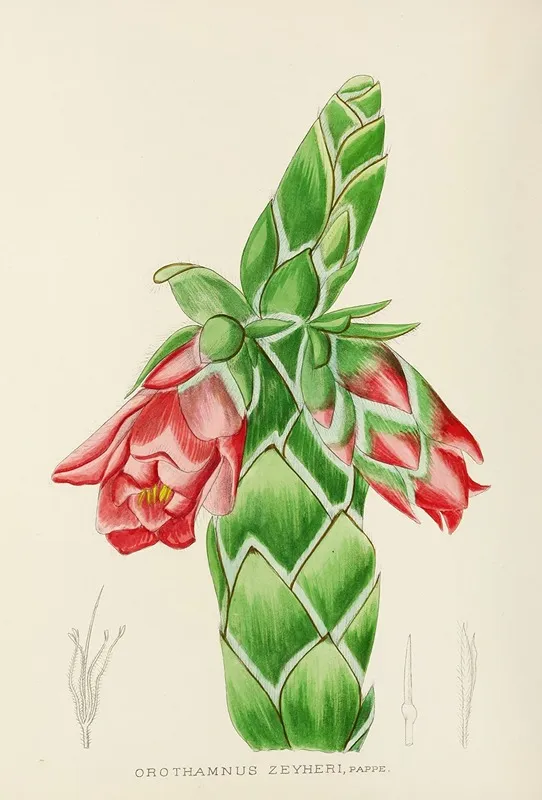 Orothamnus Zeyheri Wall Art by Illtyd Buller Pole-Evans - High-Resolution Digital Print