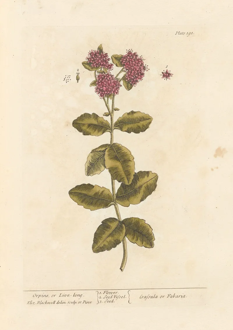 Orpine Or Live Long Wall Art by Elizabeth Blackwell - High-Resolution Digital Print