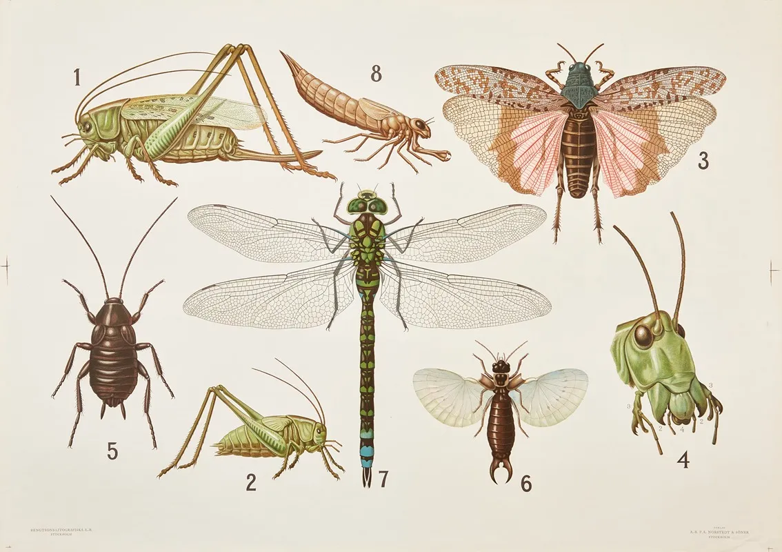 Orthoptera 2 Wall Art by Bengtsons litografiska - High-Resolution Digital Print