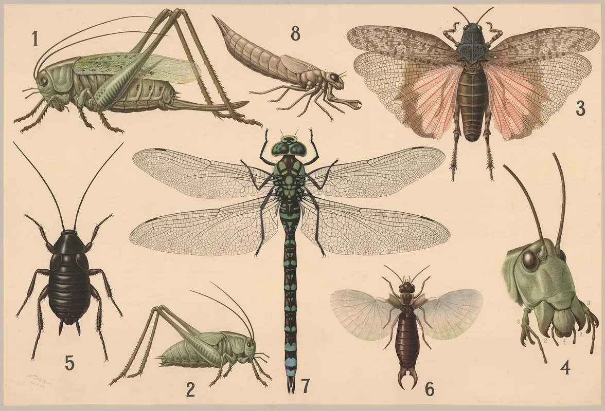 Orthoptera 3 Wall Art by Friedrich Specht - High-Resolution Digital Print