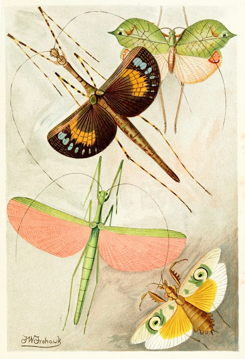 Orthoptera Wall Art by Frederick William Frohawk - High-Resolution Digital Print