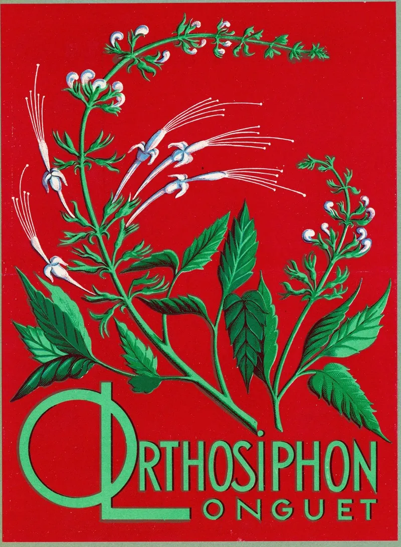 Orthosiphon Longuet Wall Art by Laboratoires Longuet - High-Resolution Digital Print