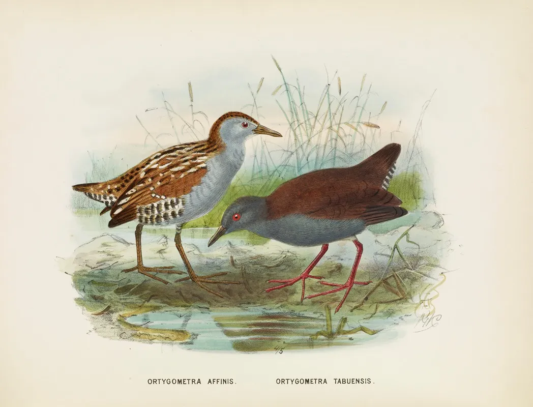 Ortygometra Affinis And Ortygometra Tabuensis Wall Art by John Gerrard Keulemans - High-Resolution Digital Print