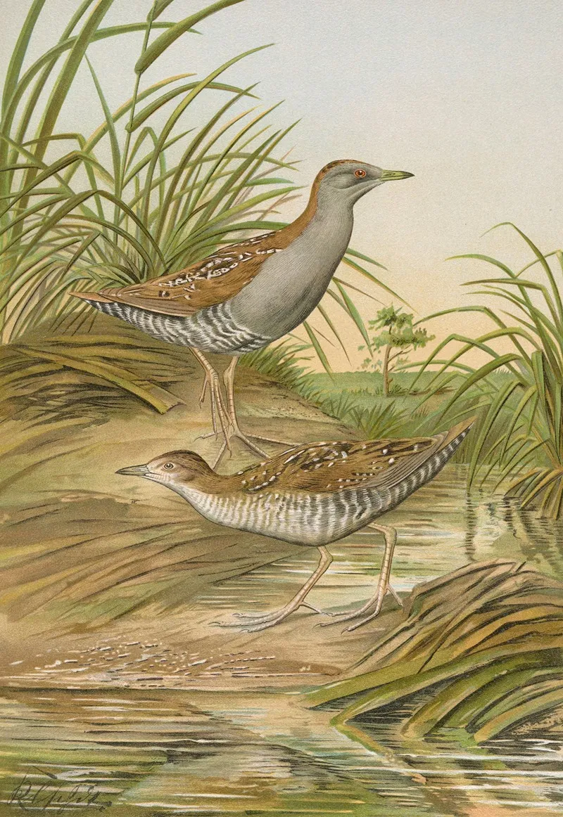 Ortygometra Pusilla Pall Wall Art by Johann Friedrich Naumann - High-Resolution Digital Print