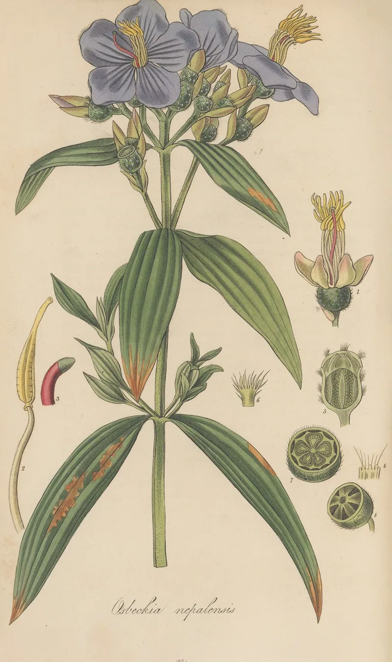 Osbeckia Nepalensis Wall Art by William Jackson Hooker - High-Resolution Digital Print