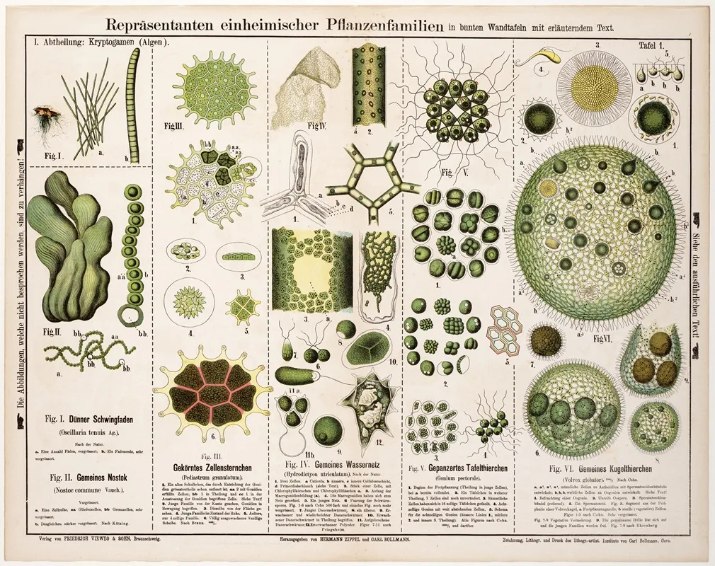 Oscillaria Tenuis Nostoc Commune Pediastrum Granulatum Hydrodiction Utriculatum Gonium Pectorale Volvox Globator Wall Art by Hermann Zippel - High-Resolution Digital Print