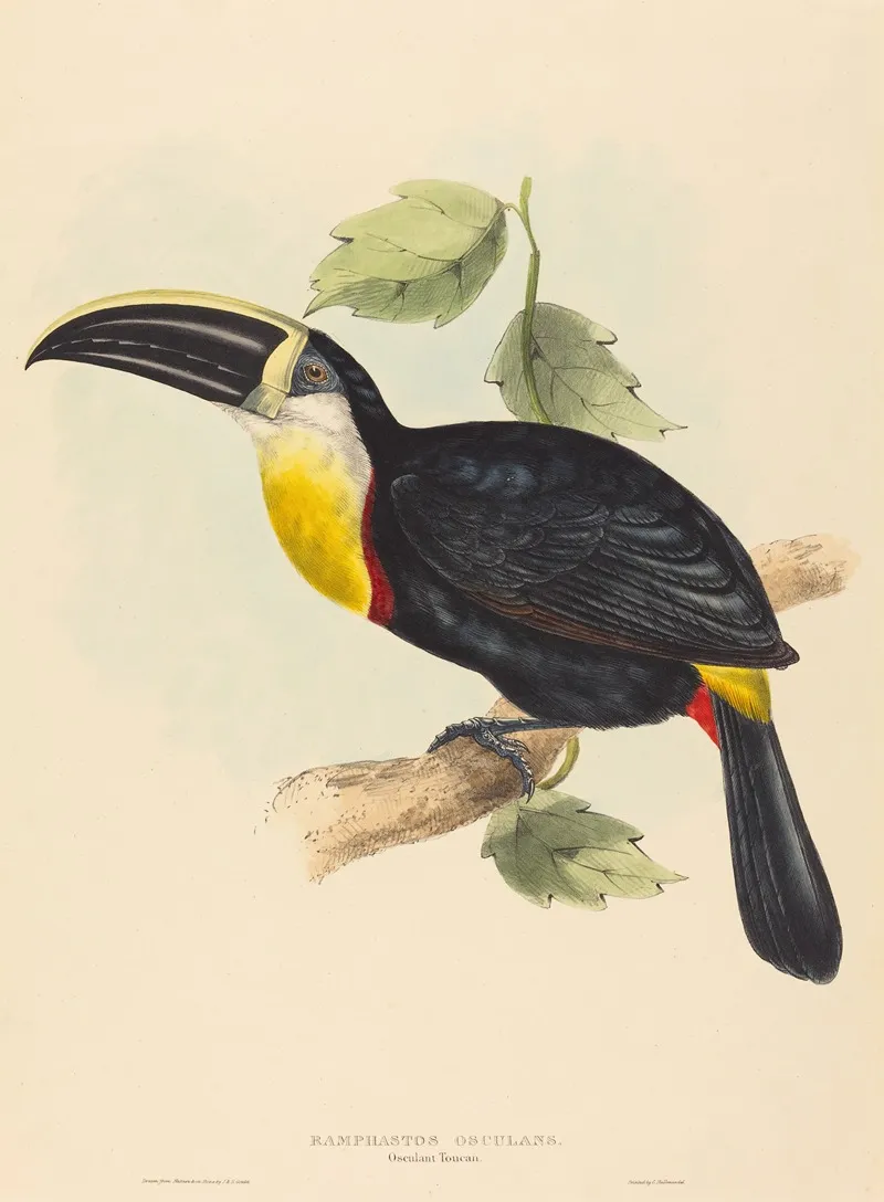 Osculant Toucan Ramphastos Osculans Wall Art by Elizabeth Gould - High-Resolution Digital Print