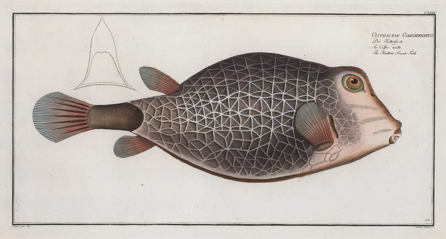 Ostracion Concatenatus The Knitted Trunk Fish Wall Art by Marcus Elieser Bloch - High-Resolution Digital Print