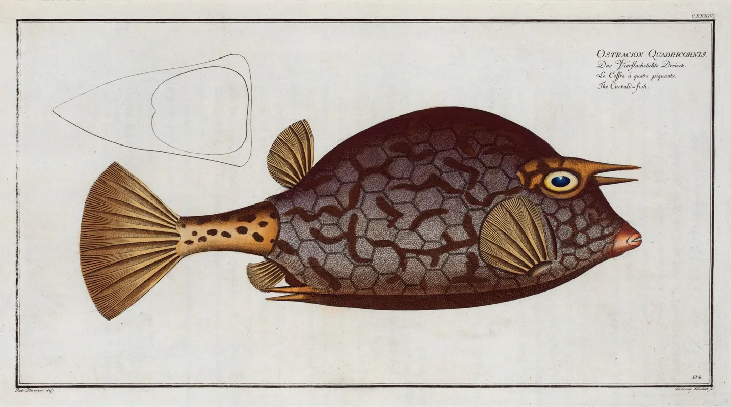 Ostracion Quadricornis The Cuckold Fish Wall Art by Marcus Elieser Bloch - High-Resolution Digital Print