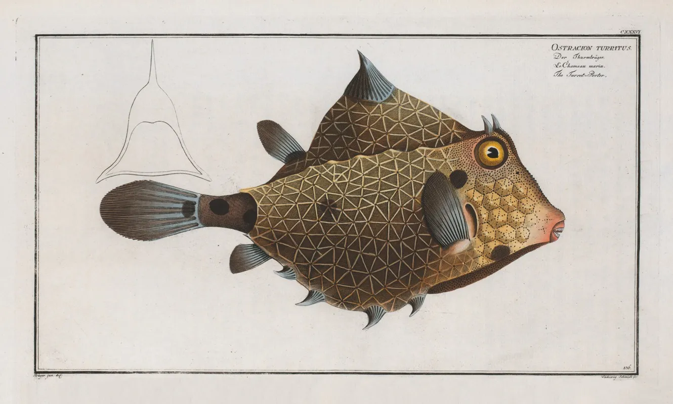 Ostracion Turritus The Turret Porter Wall Art by Marcus Elieser Bloch - High-Resolution Digital Print