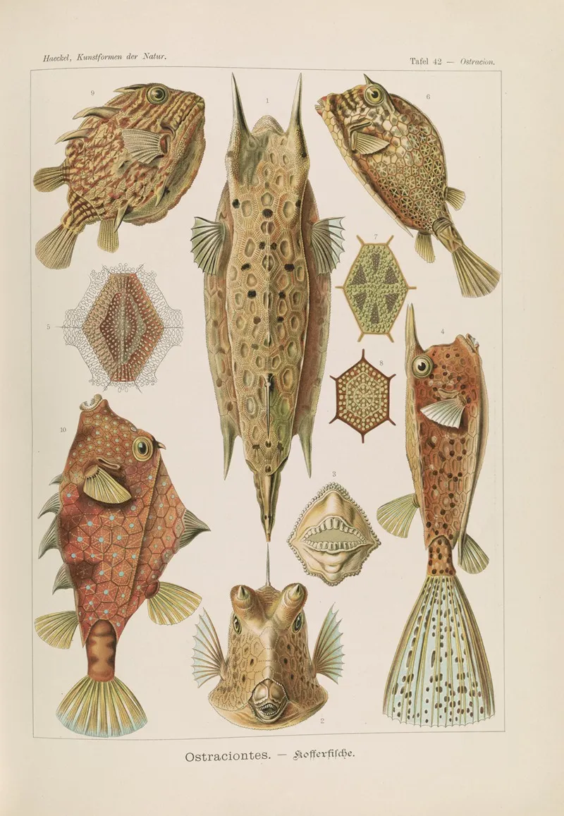 Ostraciontes Kofferfische Wall Art by Ernst Haeckel - High-Resolution Digital Print