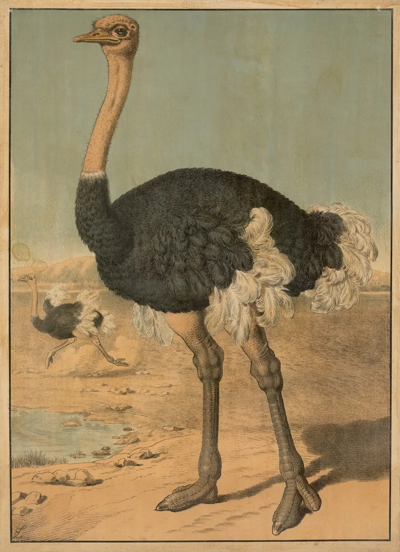 Ostrich 2 Wall Art by Emil Sachsse - High-Resolution Digital Print