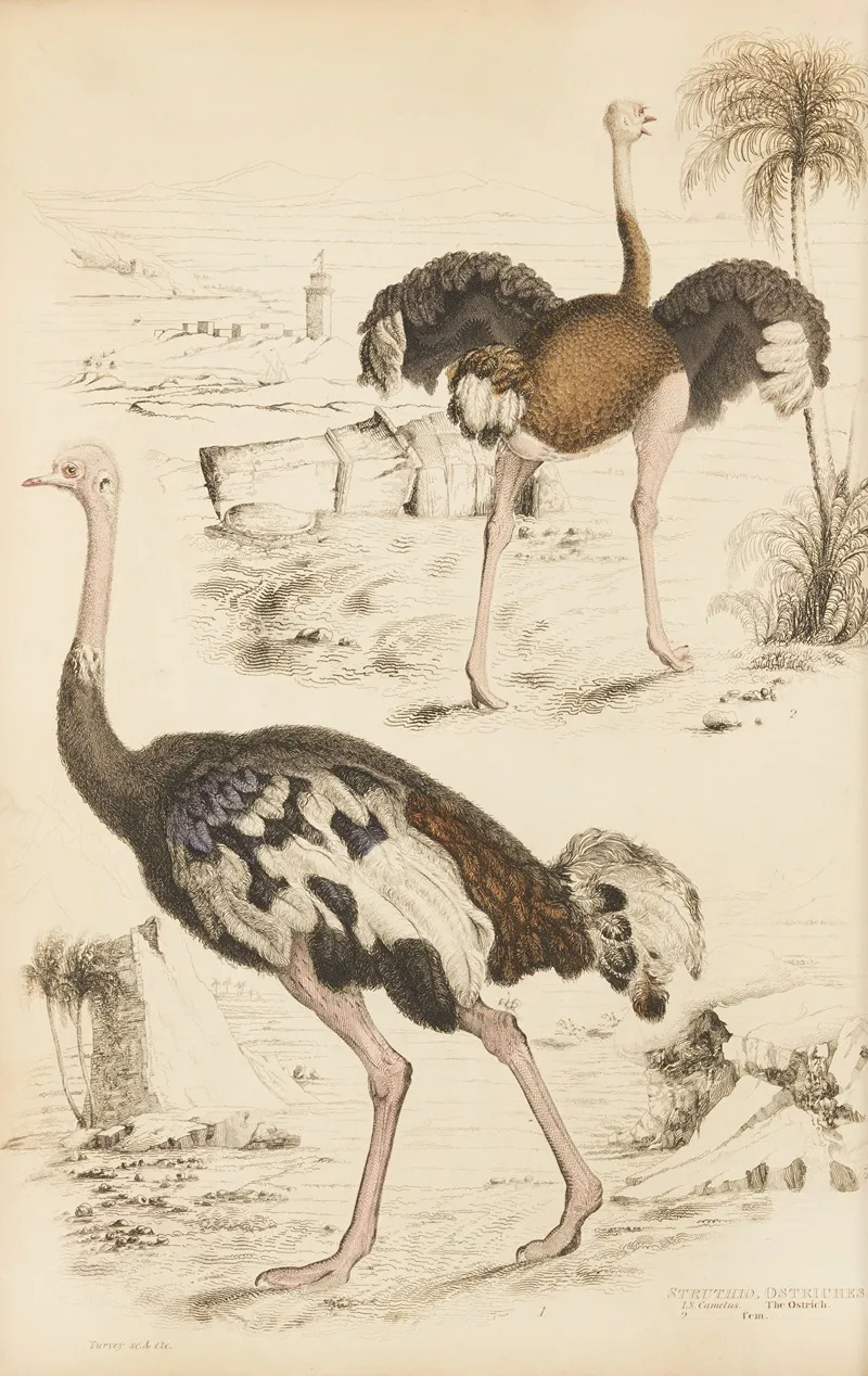 Ostriches Wall Art by William MacGillivray - High-Resolution Digital Print