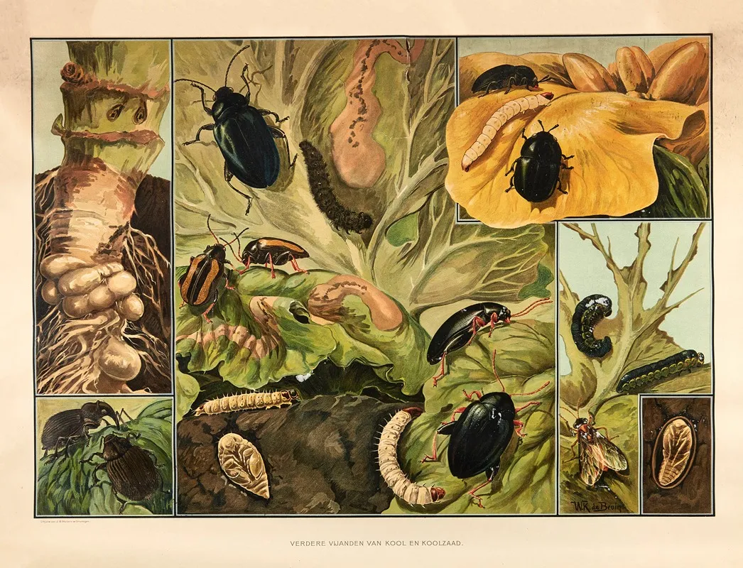 Other Pests Of Cabbage And Rapeseed Wall Art by Wilhelmus Karel de Bruin - High-Resolution Digital Print