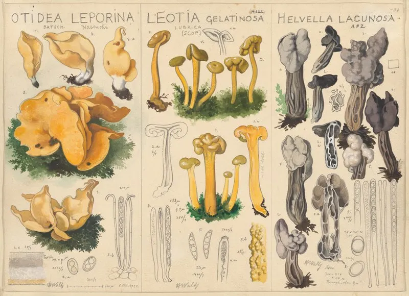 Otidea Leporina Leotia Gelatinosa Helvella Lacunosa Wall Art by Hans Walty - High-Resolution Digital Print