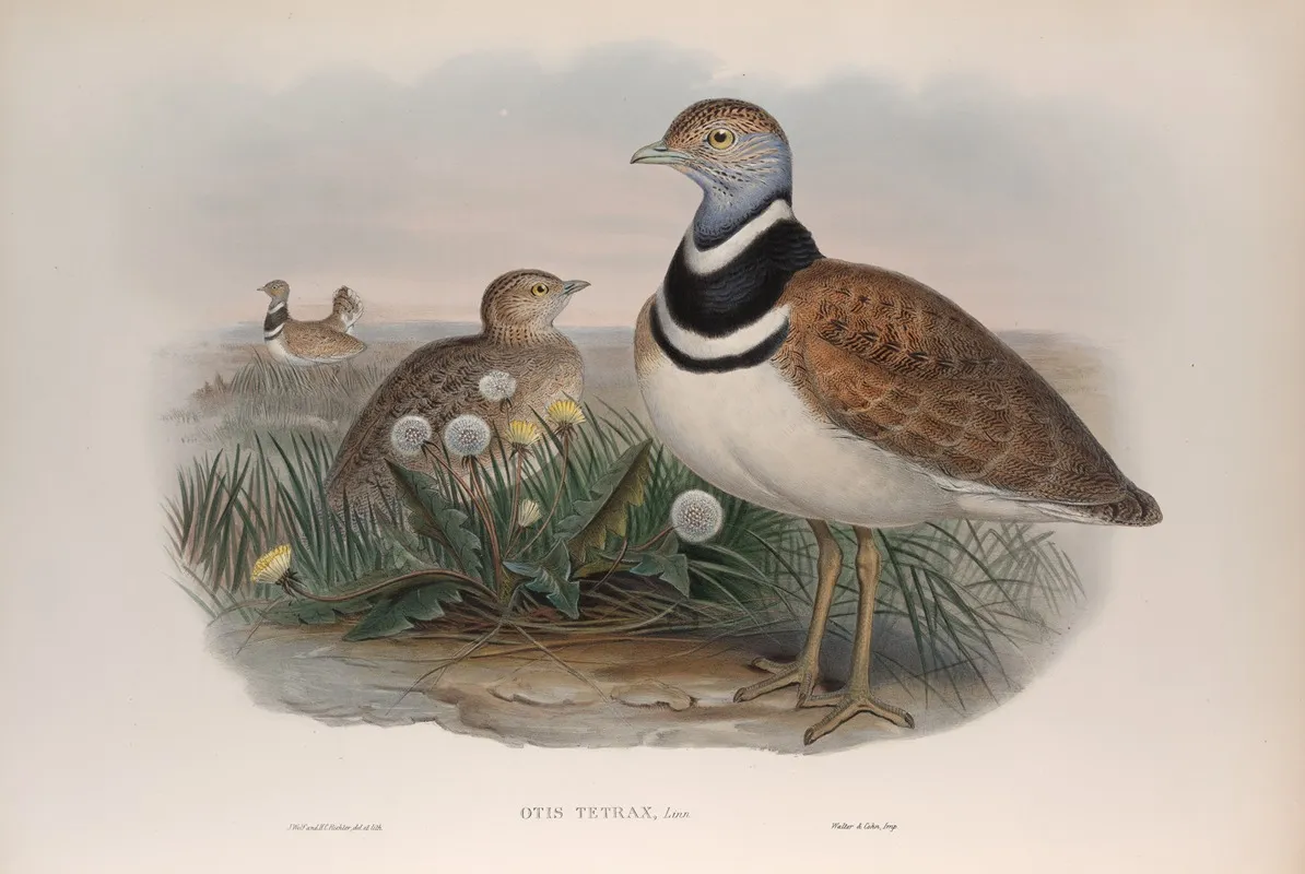 Otis Tetrax Little Bustard Wall Art by John Gould - High-Resolution Digital Print