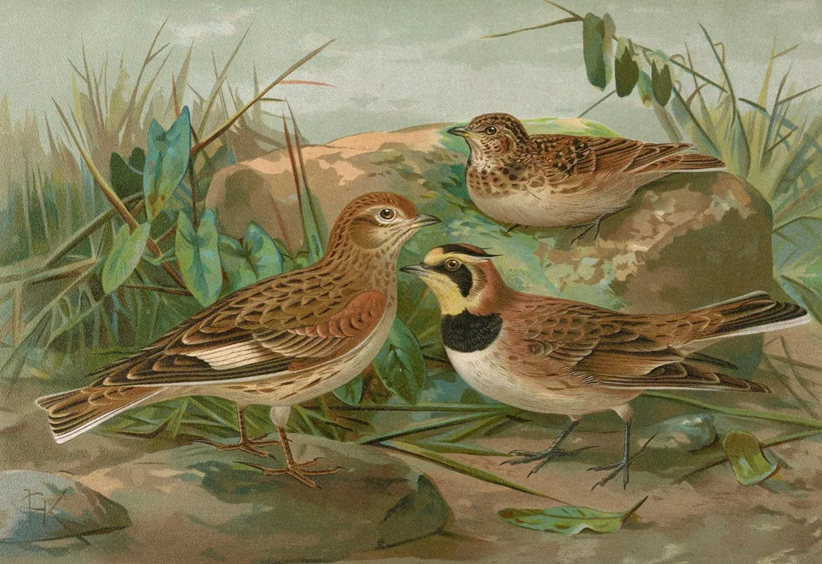 Otocorys Alpestris L Melanocorypha Sibirica Gm Wall Art by Johann Friedrich Naumann - High-Resolution Digital Print