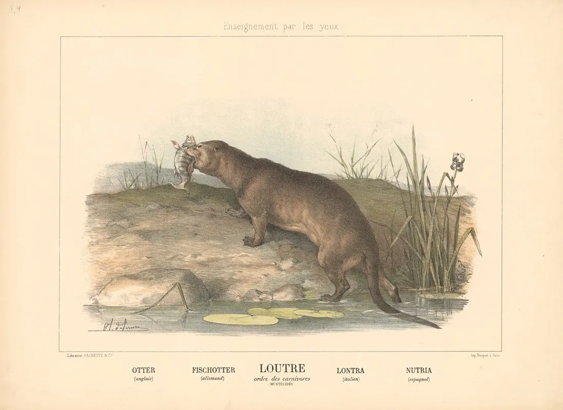 Otter 3