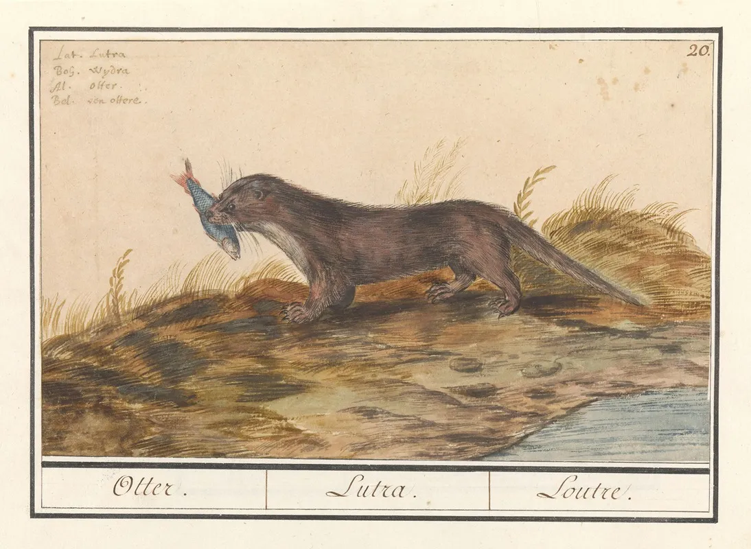 Otter Lutra Lutra Otter Lutra Loutre Wall Art by Anselmus Boëtius de Boodt - High-Resolution Digital Print