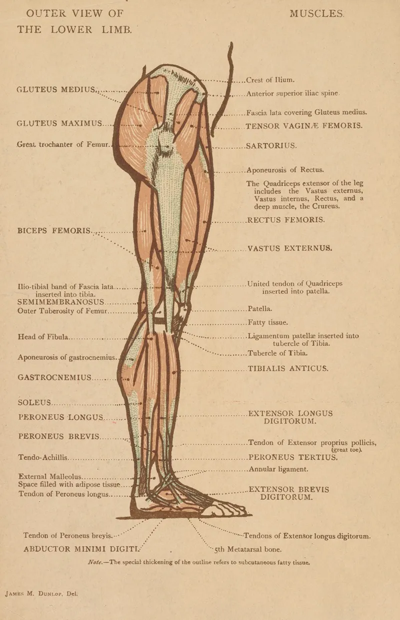 Outer View Of The Lower Limb Wall Art by James M. Dunlop - High-Resolution Digital Print
