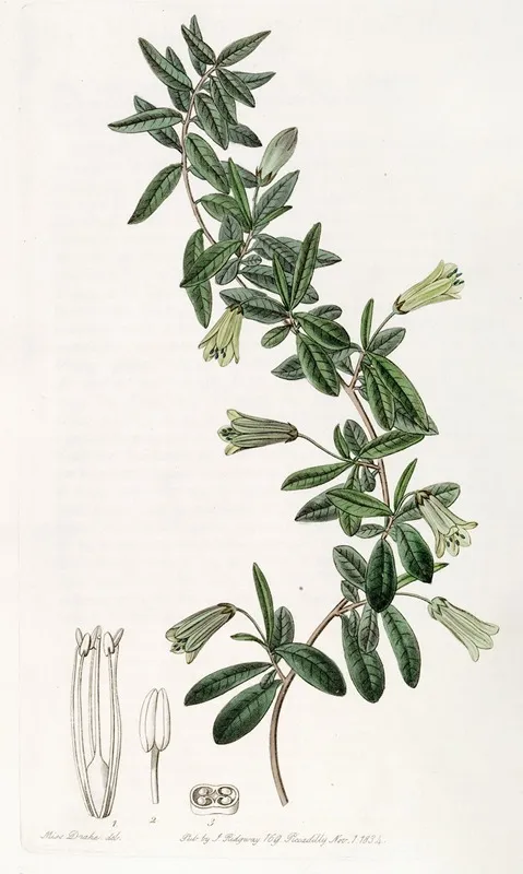 Oval Leaved Billardiera Wall Art by Sydenham Edwards - High-Resolution Digital Print
