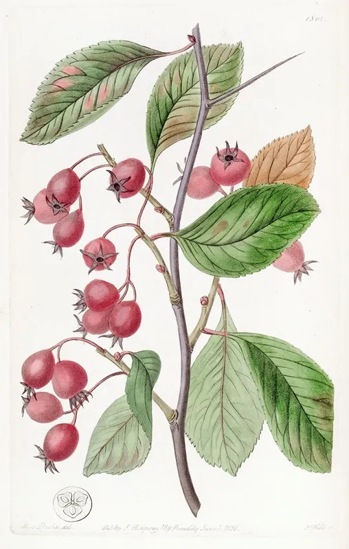 Oval Leaved Cockspur Thorn Wall Art by Sydenham Edwards - High-Resolution Digital Print