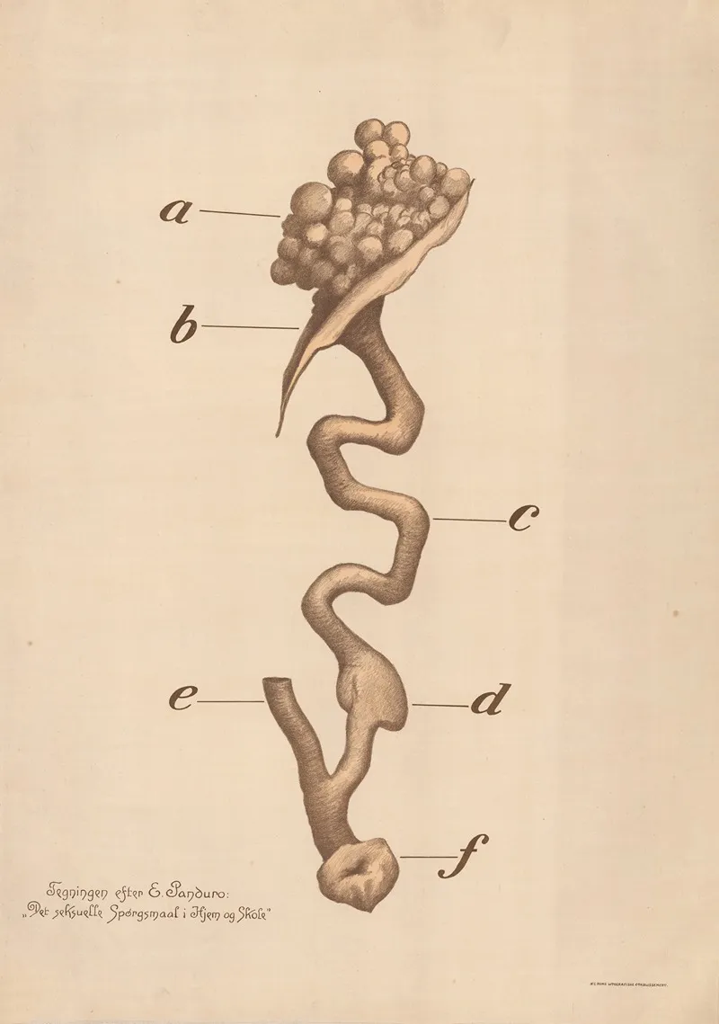 Ovary And Fallopian Tube Wall Art by E. Panduro - High-Resolution Digital Print