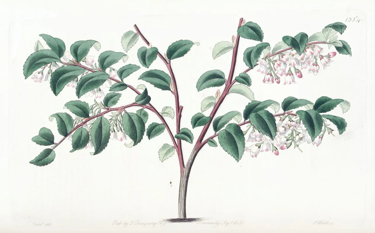 Ovate Leaved Bilberry Wall Art by Sydenham Edwards - High-Resolution Digital Print