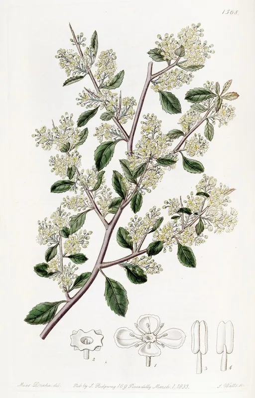 Ovate Leaved Duvaua Wall Art by Sydenham Edwards - High-Resolution Digital Print