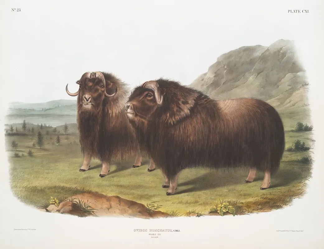 Ovibos Moschatus Musk Ox Males Wall Art by John Woodhouse Audubon - High-Resolution Digital Print