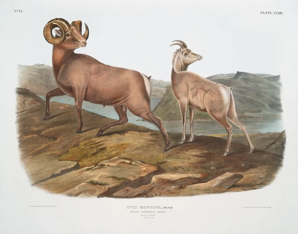Ovis Montana Rocky Mountain Sheep Male Female Wall Art by John Woodhouse Audubon - High-Resolution Digital Print