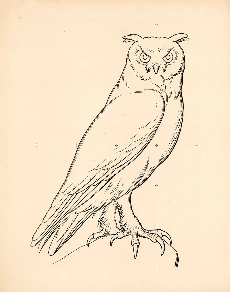 Owl 4 Wall Art by Carl Ludvig Petersen - High-Resolution Digital Print