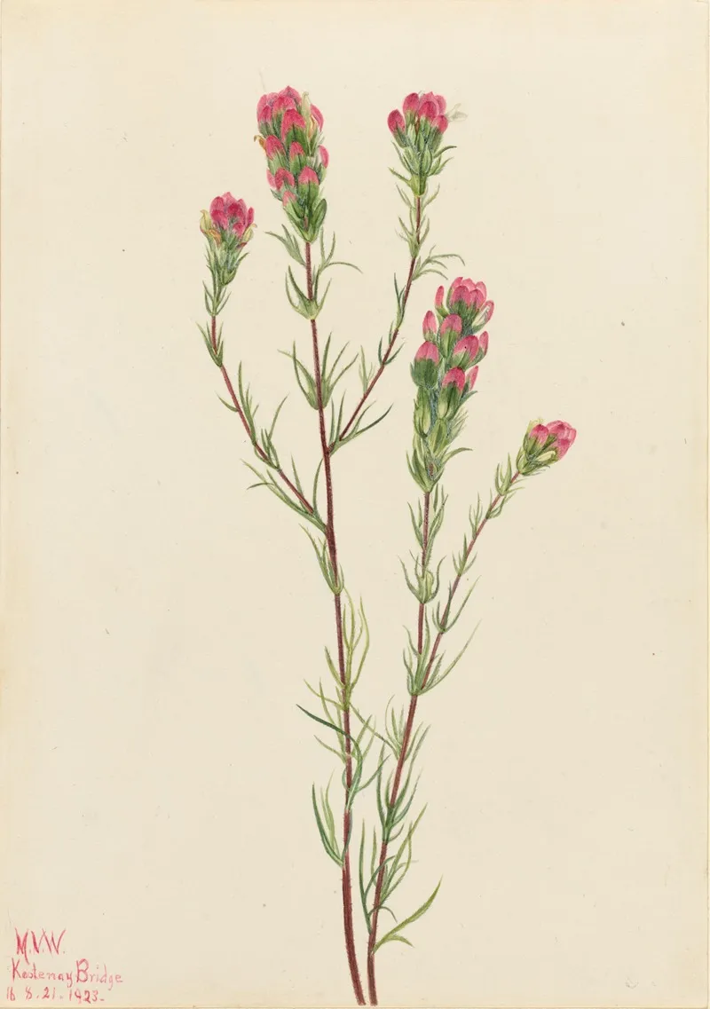 Owl Clover Orthocarpus Tenuifolius 2