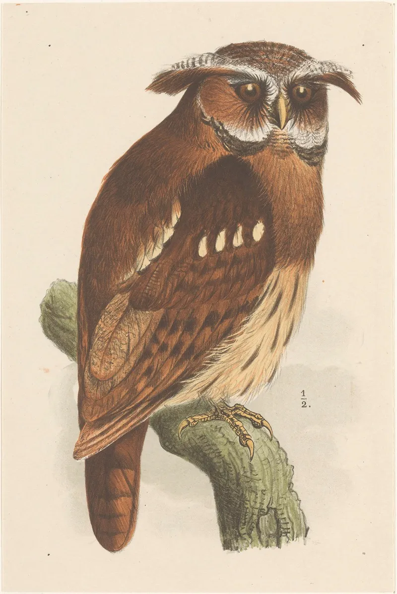 Owl On A Branch Bubo Lettii