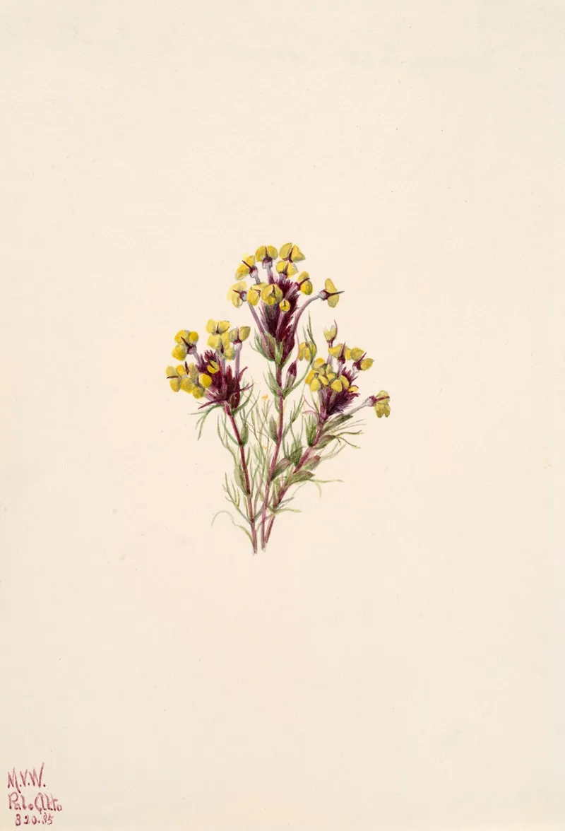Owls Clover Orthocarpus Erianthus