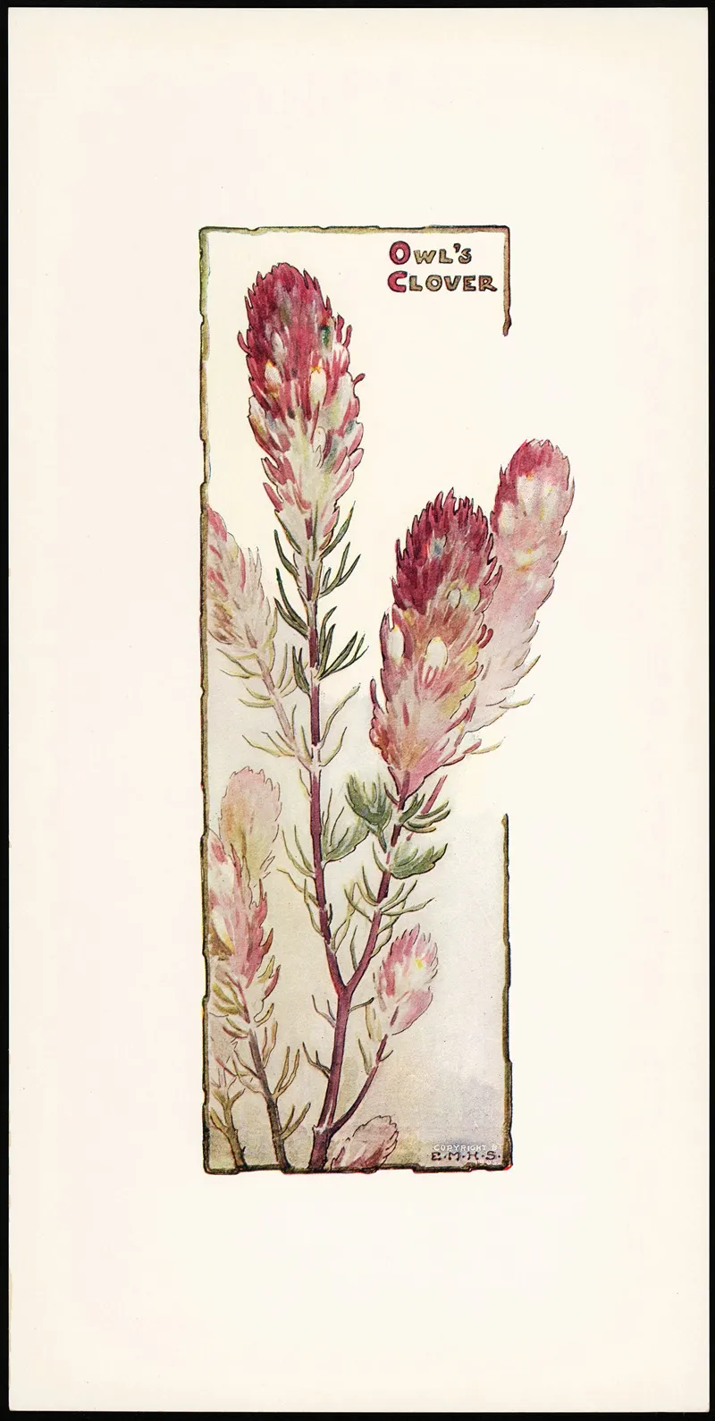 Owls Clover Wall Art by Elizabeth Moore Hallowell - High-Resolution Digital Print