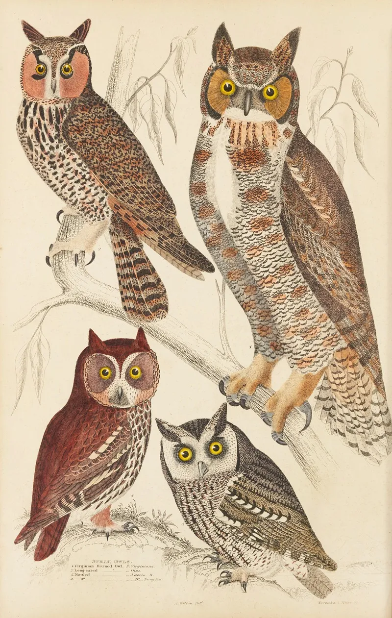 Owls Wall Art by William MacGillivray - High-Resolution Digital Print
