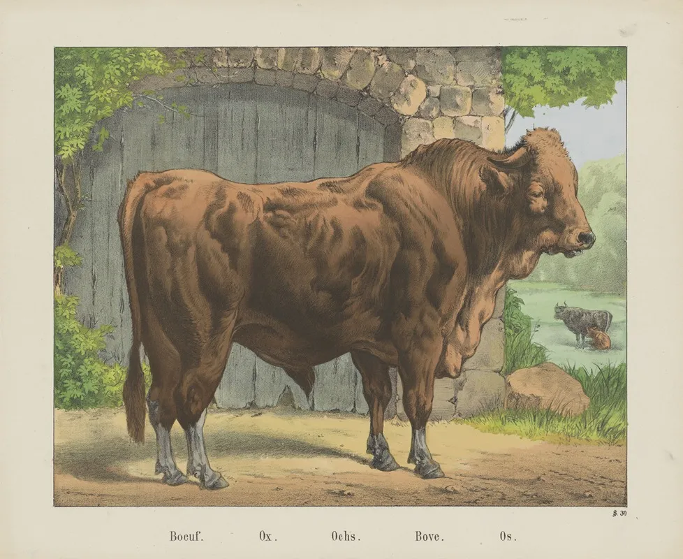 Ox 2 Wall Art by Joseph Scholz - High-Resolution Digital Print