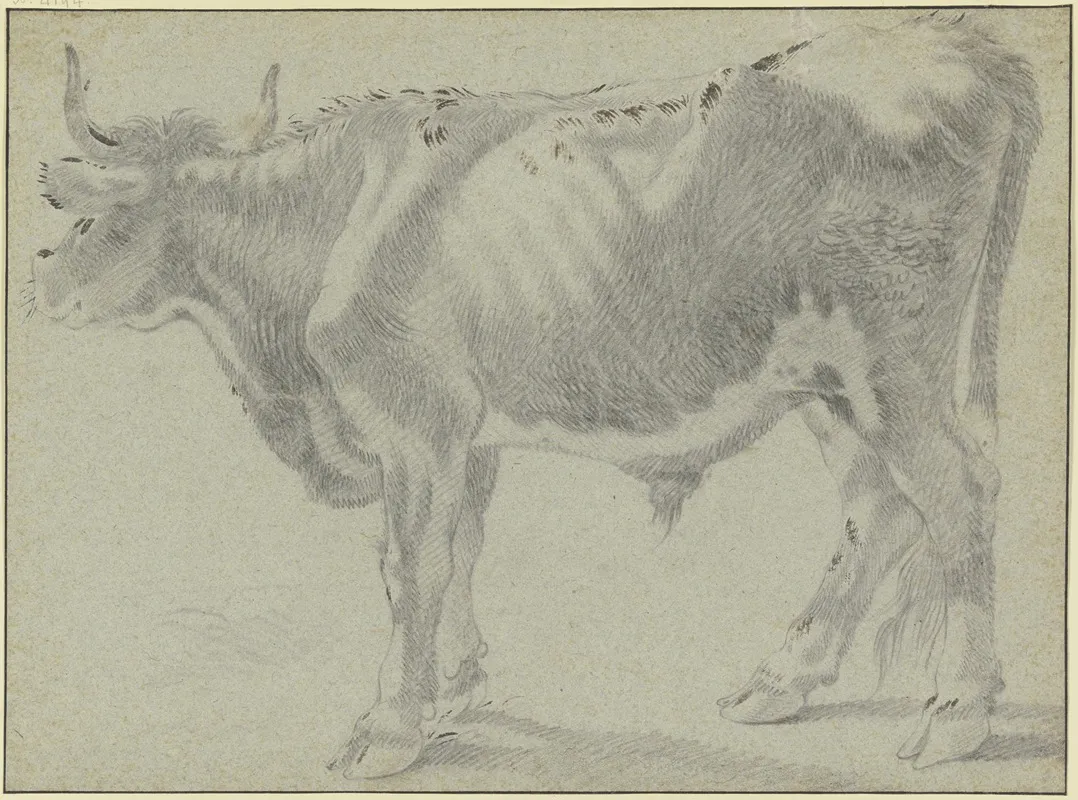 Ox Looking To The Left