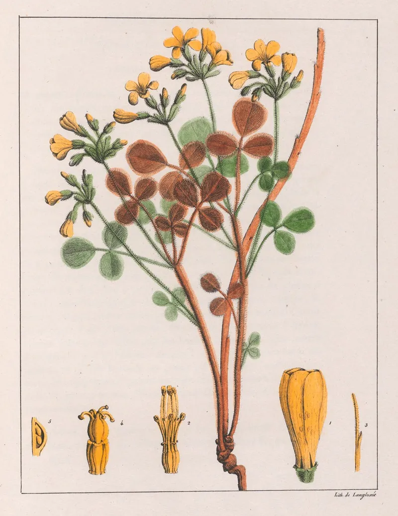 Oxalis Fulva Wall Art by Auguste de Saint-Hilaire - High-Resolution Digital Print