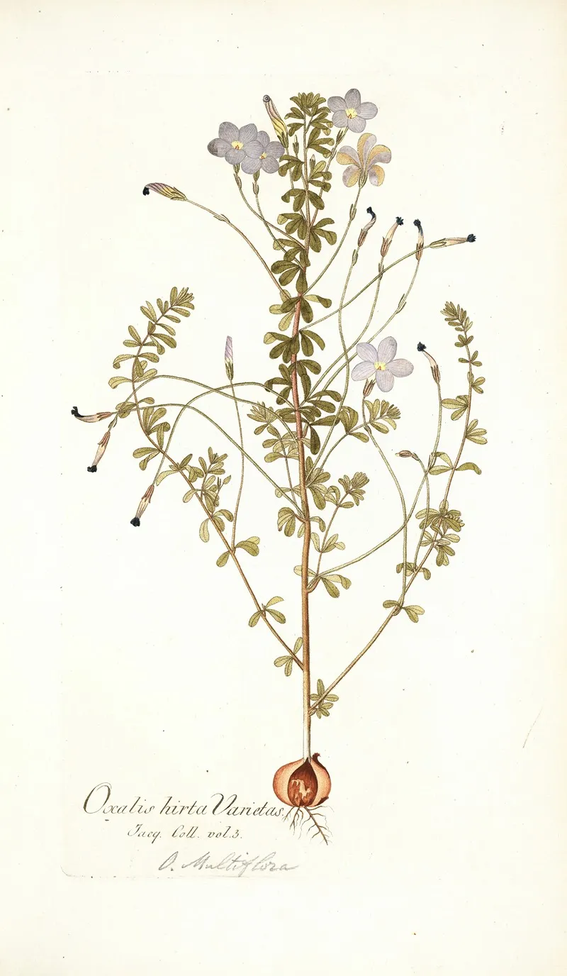 Oxalis Hirta Varietas Wall Art by Nikolaus Joseph Freiherr von Jacquin - High-Resolution Digital Print