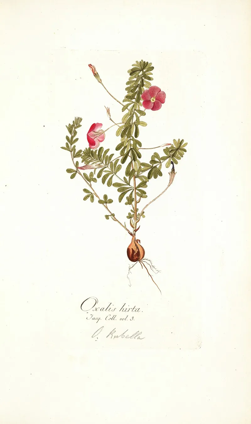 Oxalis Hirta Wall Art by Nikolaus Joseph Freiherr von Jacquin - High-Resolution Digital Print