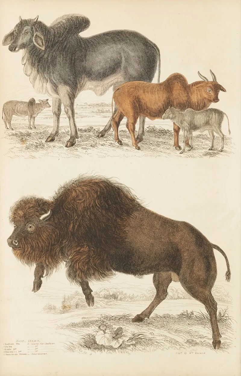 Oxen 2 Wall Art by William MacGillivray - High-Resolution Digital Print