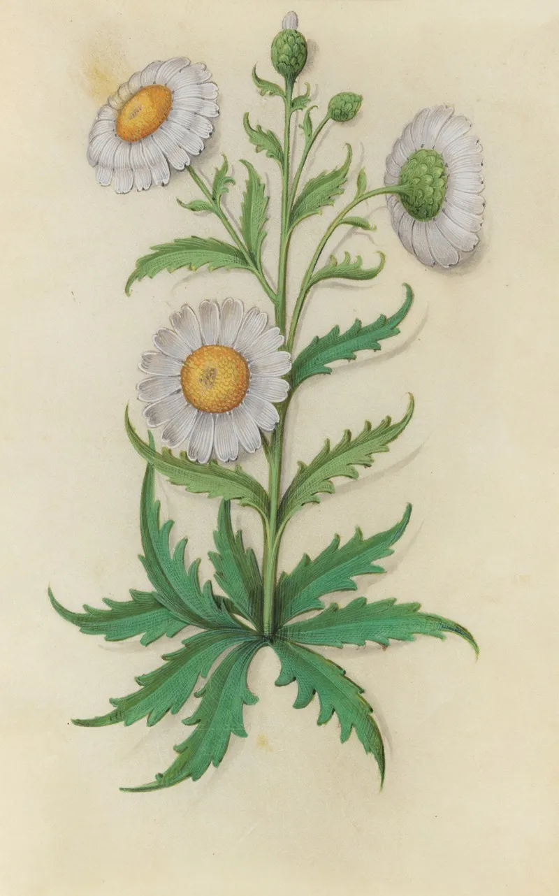 Oxeye Daisy Leucanthemum Vulgare Wall Art by Master of Claude de France - High-Resolution Digital Print