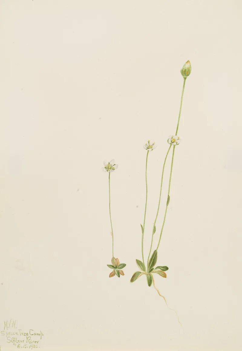 Oxytropis Aepicola
