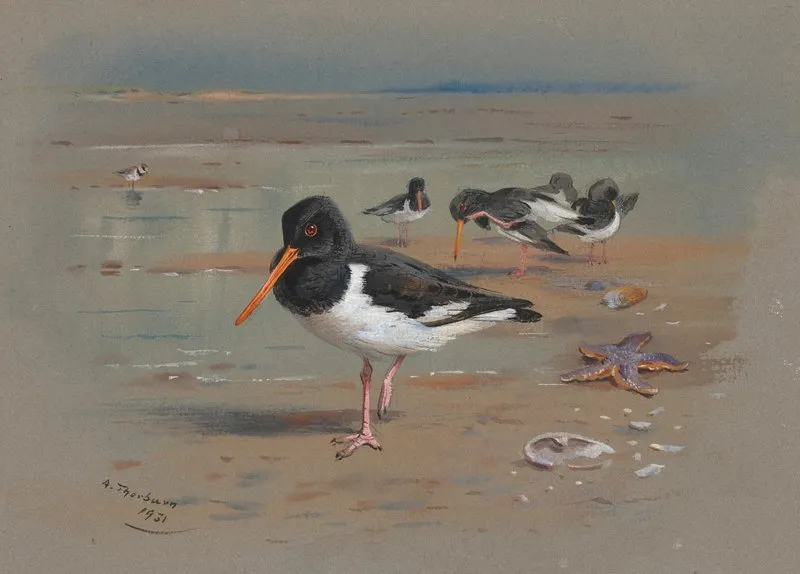 Oyster Catchers Wall Art by Archibald Thorburn - High-Resolution Digital Print
