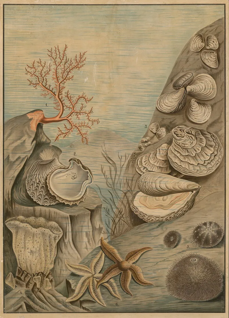 Oysters Sea Urchins Corals And Starfish