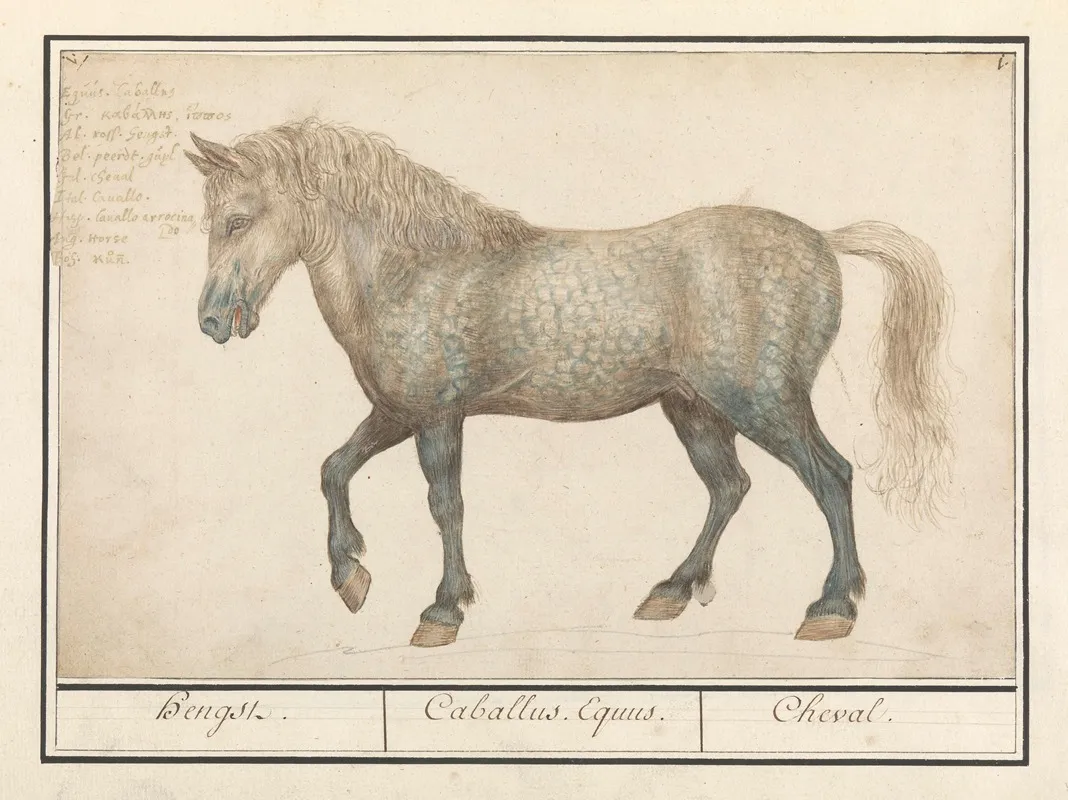 Paard Equus Ferus Caballus Hengst Caballus Equus Cheval Wall Art by Anselmus Boëtius de Boodt - High-Resolution Digital Print