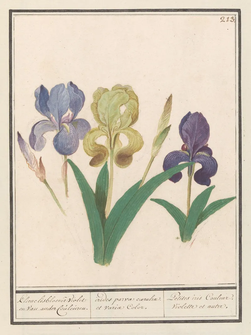 Paarse Iris Iris Germanica 2 Wall Art by Anselmus Boëtius de Boodt - High-Resolution Digital Print