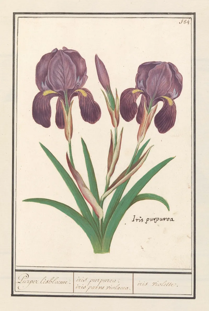 Paarse Iris Iris Germanica Puper Lisbloeme Iris Purpurea Iris Parva Violacea Iris Violette Wall Art by Anselmus Boëtius de Boodt - High-Resolution Digital Print